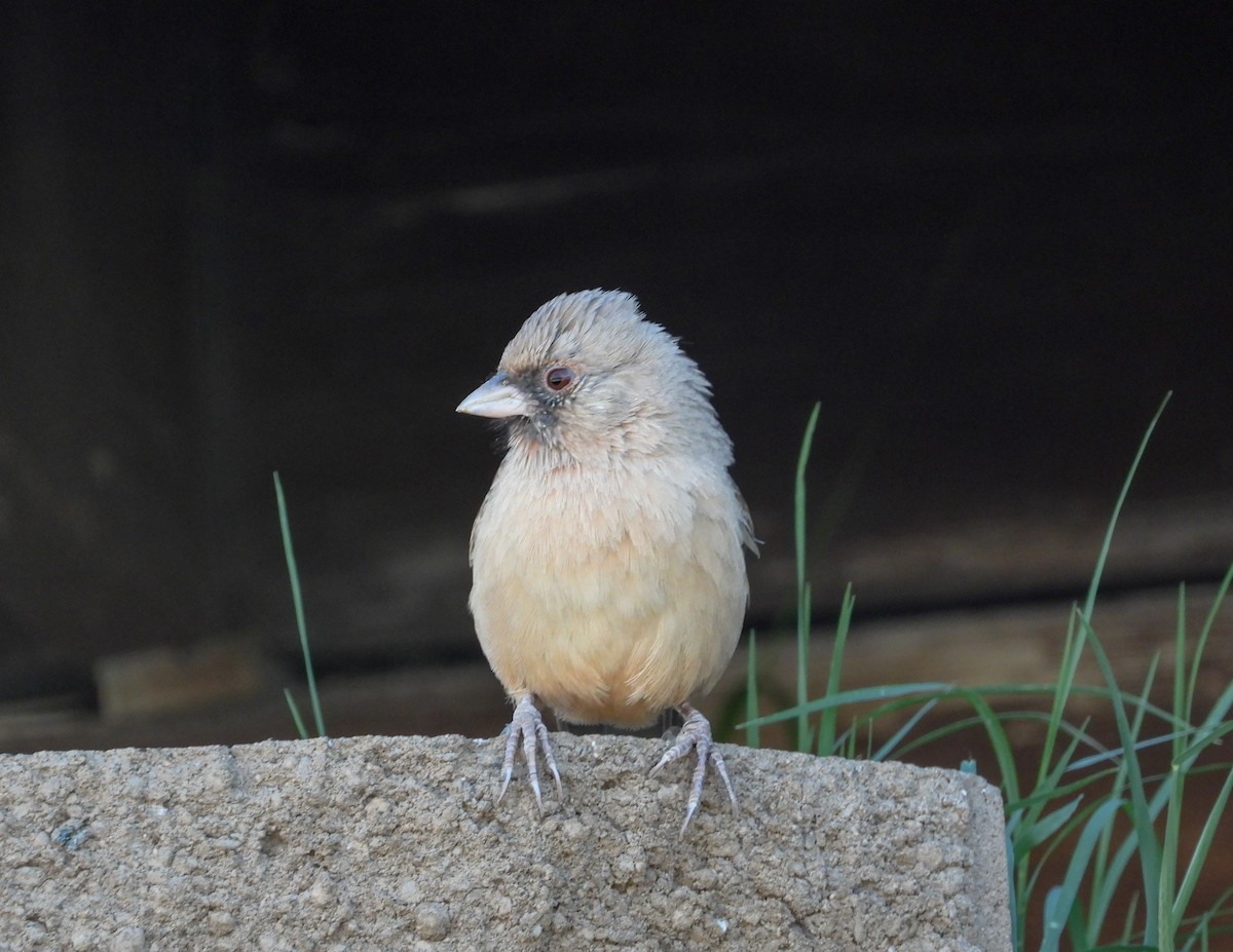 Tohi d'Abert - ML644498099