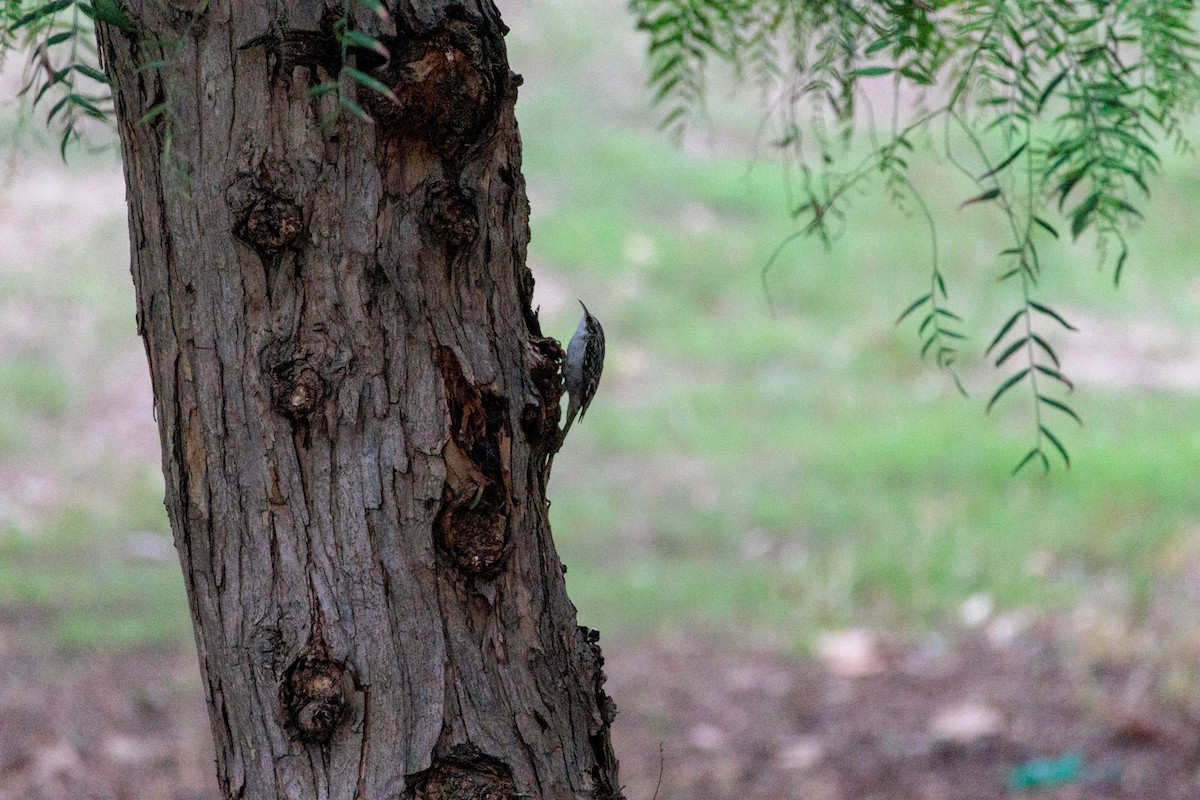 Brown Creeper - ML644498100