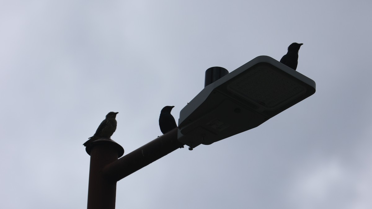 Malay Sığırcığı - ML644498101