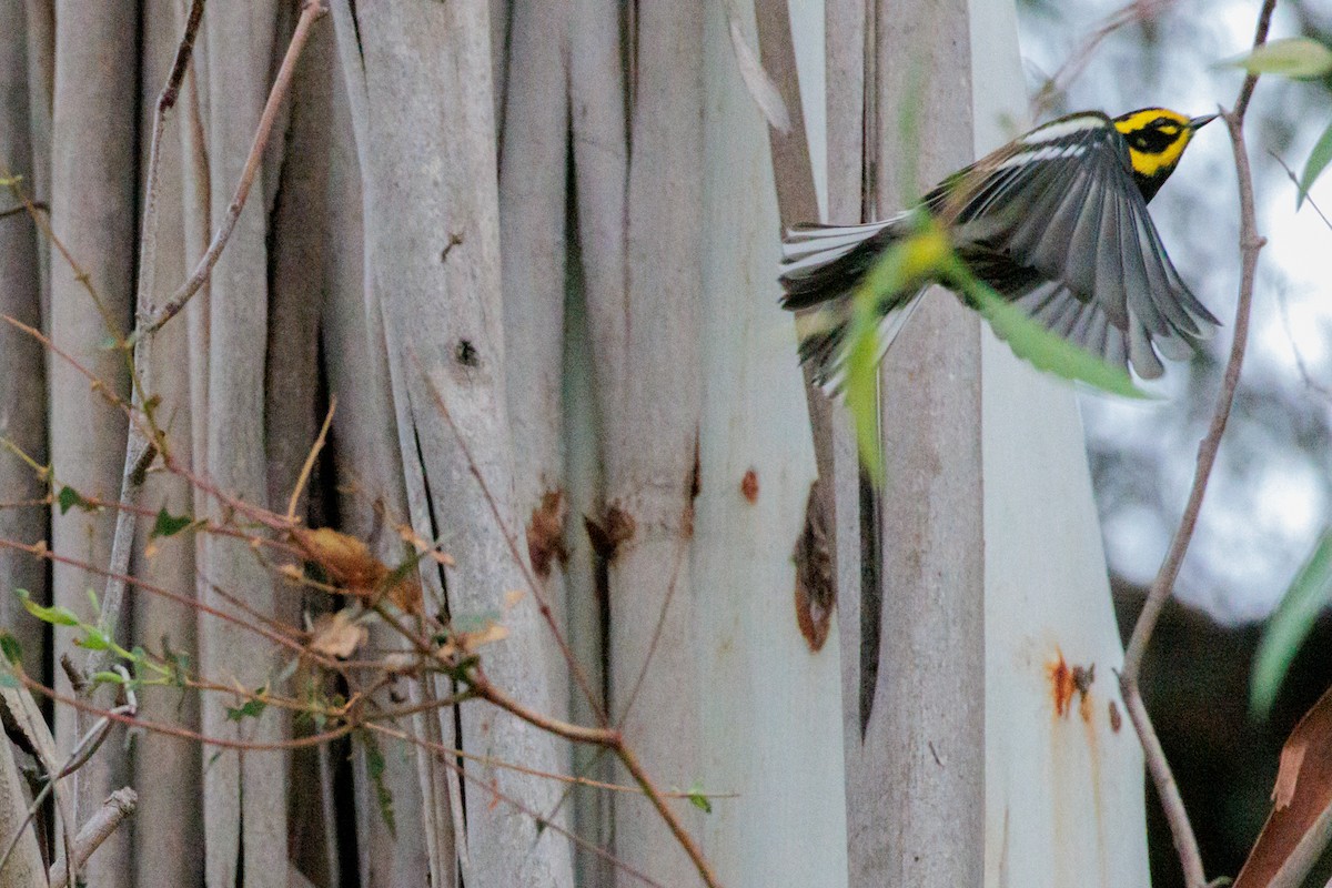 granparula - ML644498103