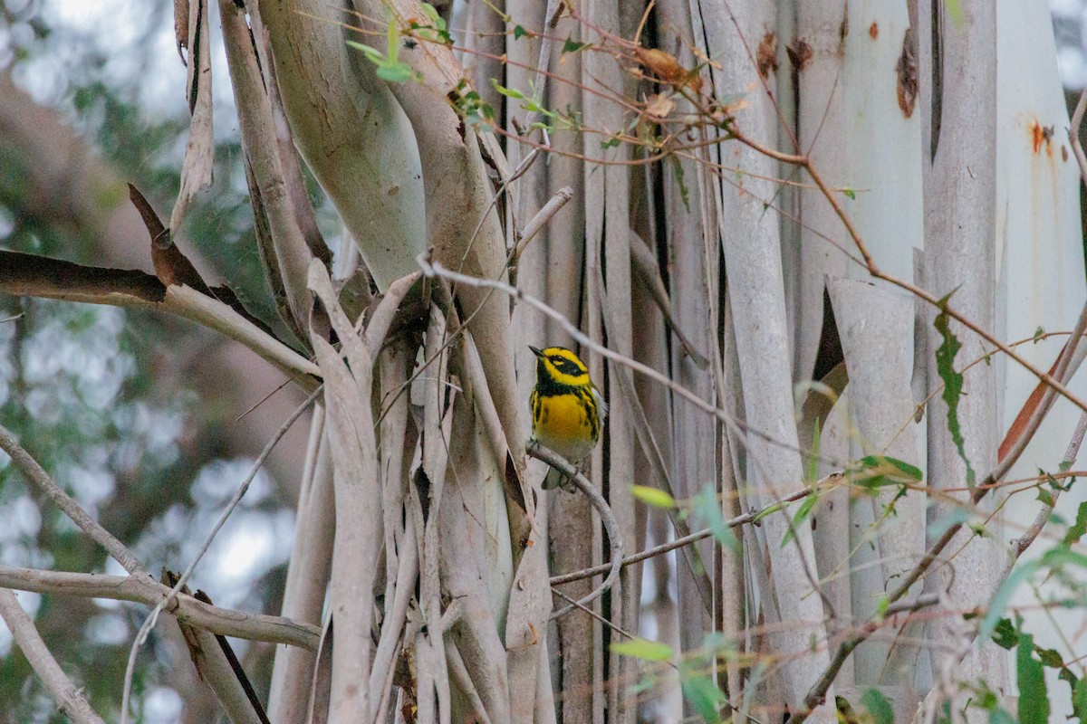 granparula - ML644498104