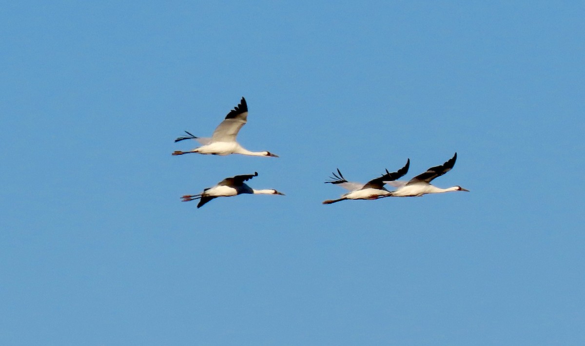 Whooping Crane - ML644498106