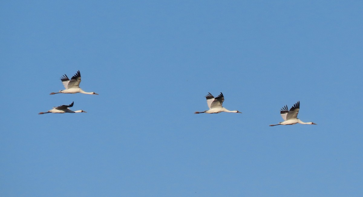 Whooping Crane - ML644498107