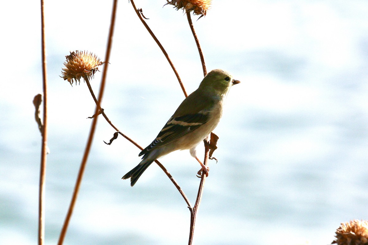 American Goldfinch - ML644498108