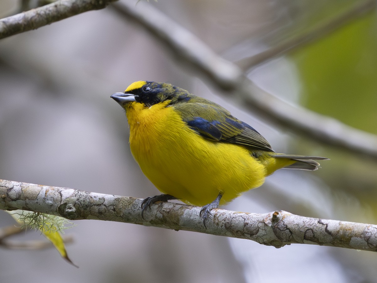 Thick-billed Euphonia - ML644498109