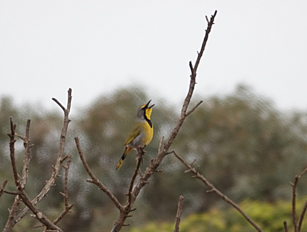 Bokmakierie - ML644498111