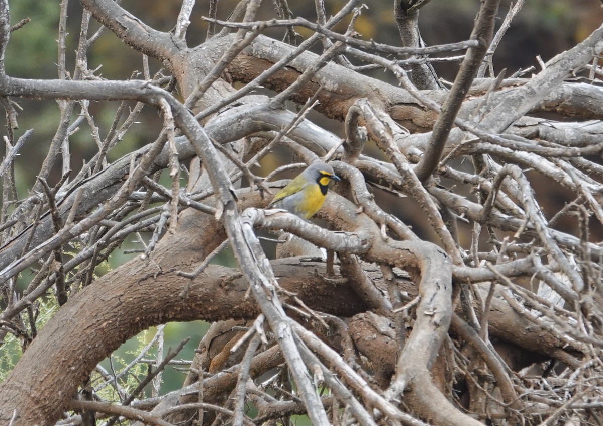 Bokmakierie - ML644498112