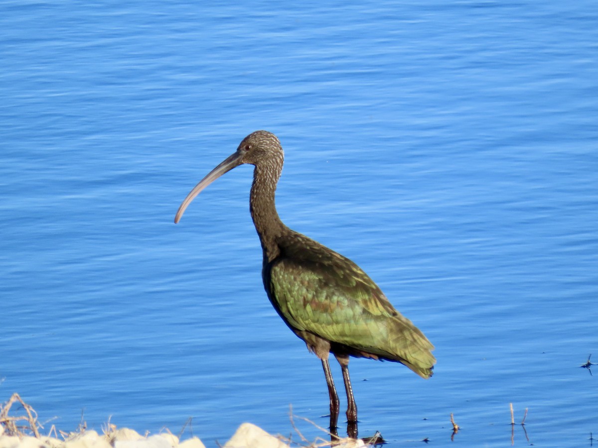 White-faced Ibis - ML644498113