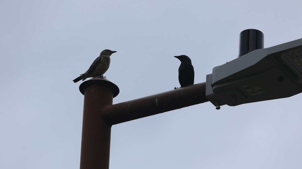 Malay Sığırcığı - ML644498119