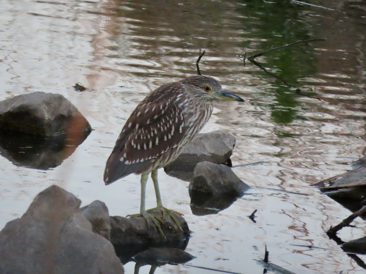 Black-crowned Night Heron - ML644498120