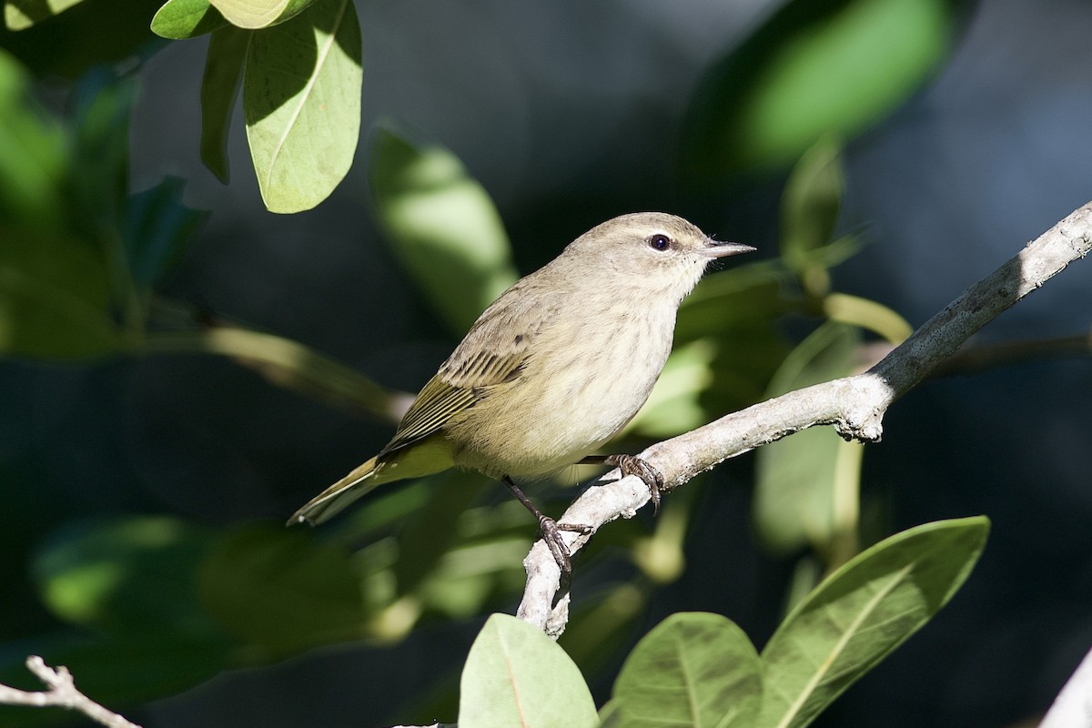 Palm Warbler - ML644498121