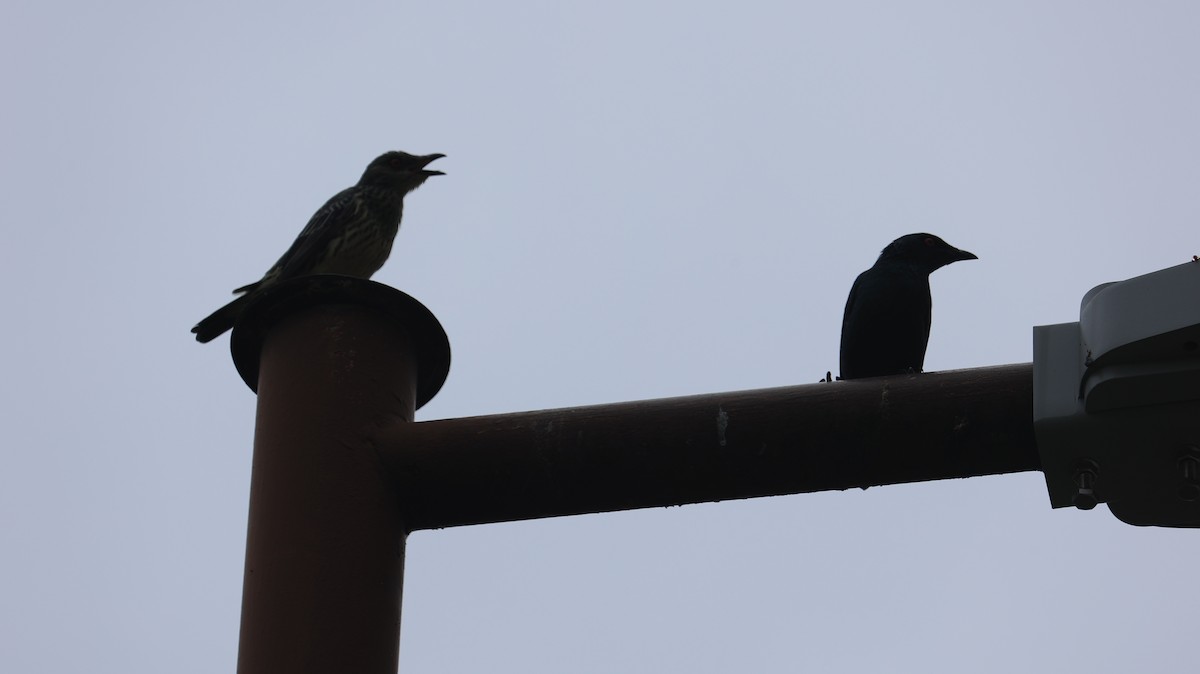 Malay Sığırcığı - ML644498128