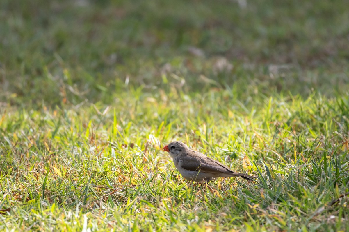 針尾維達雀 - ML644498150