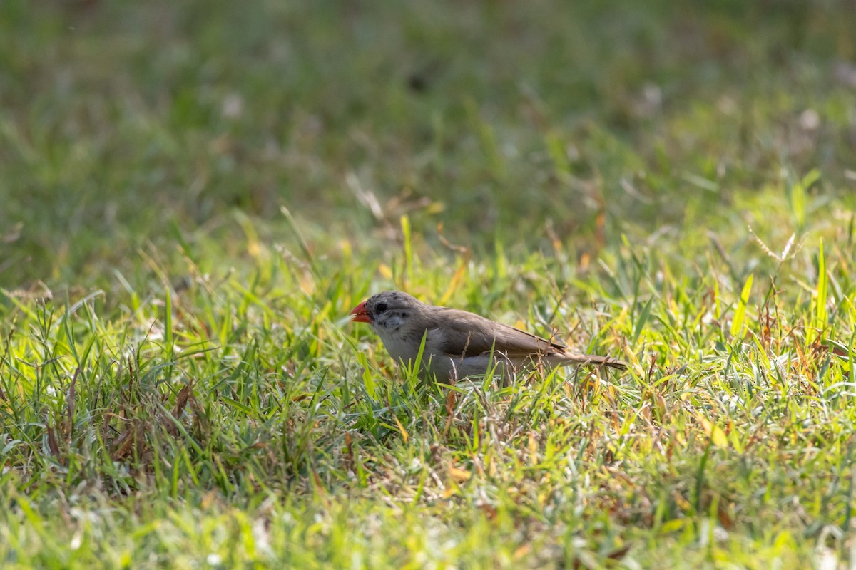 針尾維達雀 - ML644498151
