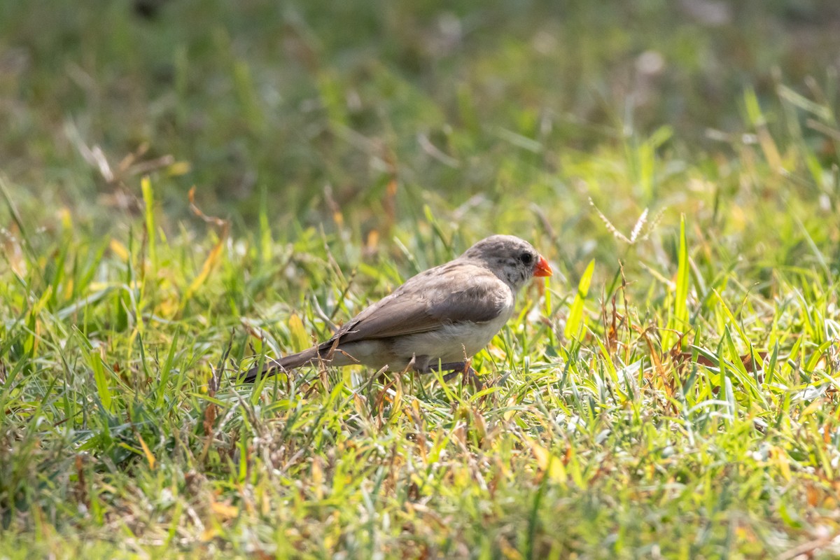 針尾維達雀 - ML644498152