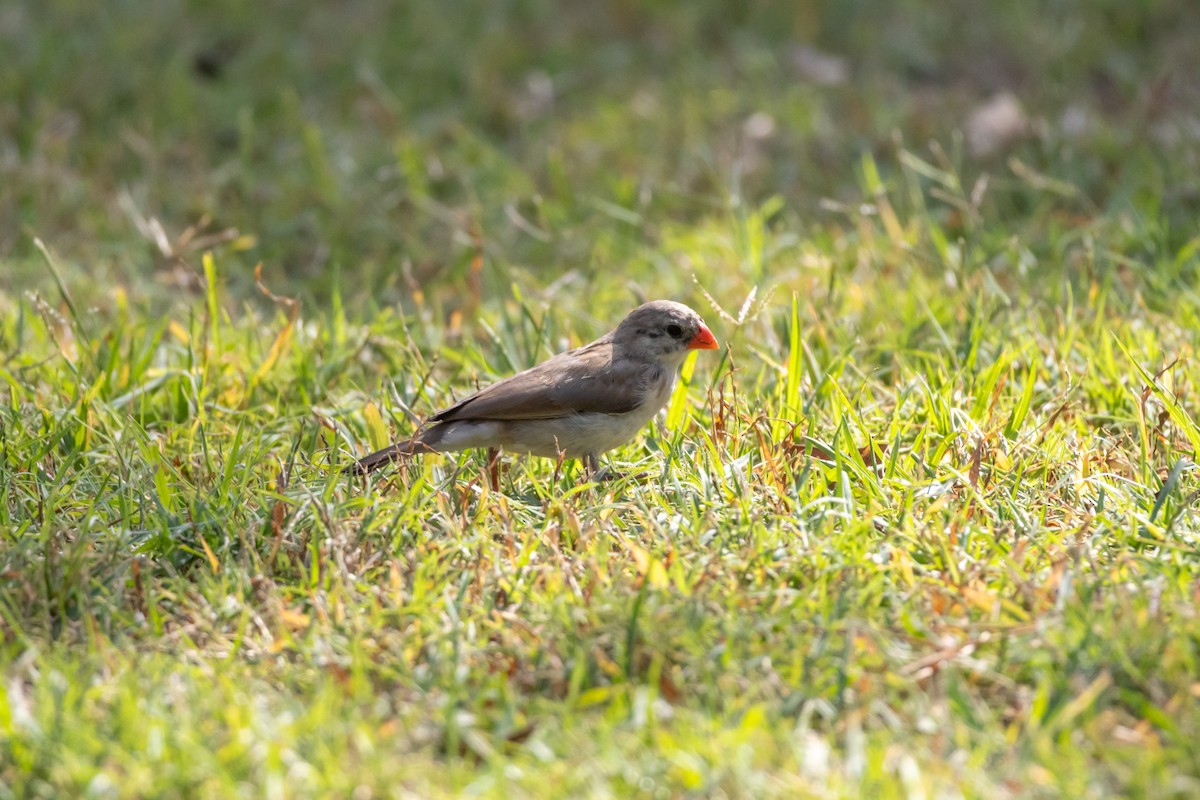 針尾維達雀 - ML644498153
