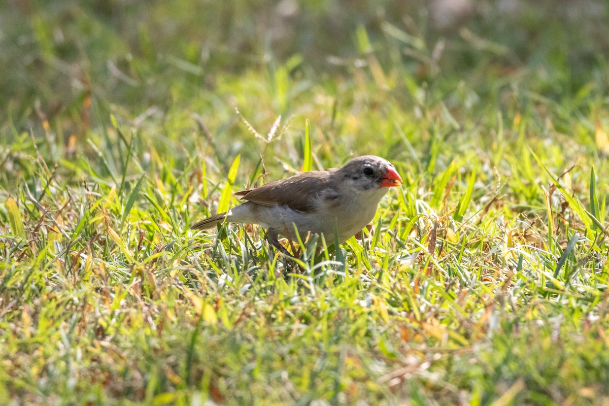 針尾維達雀 - ML644498154