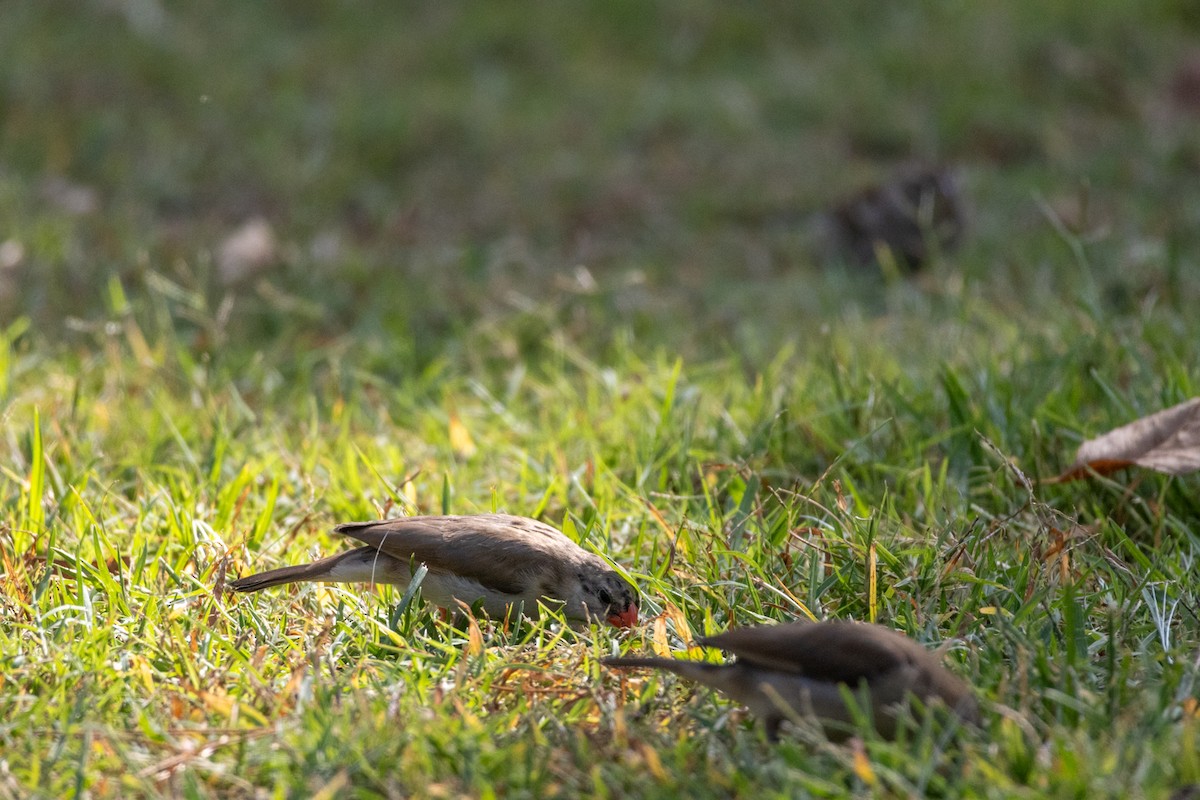 針尾維達雀 - ML644498155