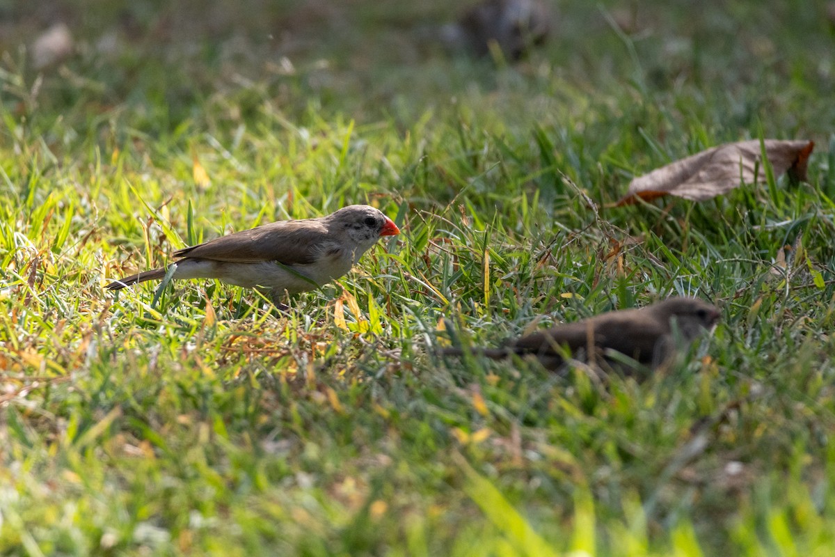 針尾維達雀 - ML644498156