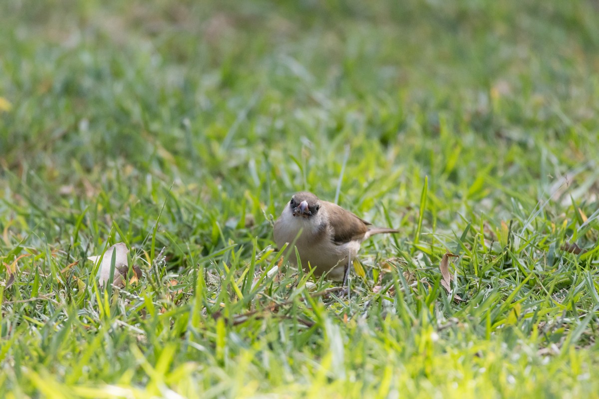 針尾維達雀 - ML644498157