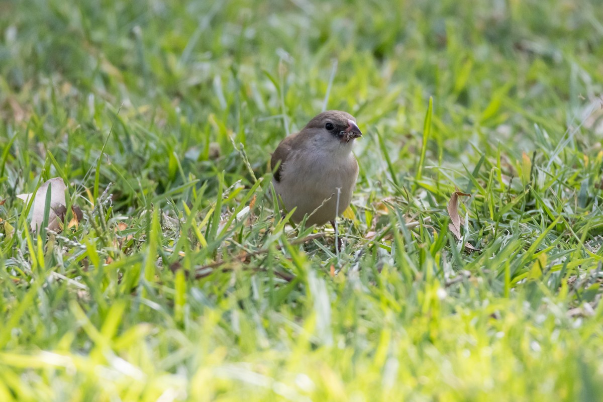 針尾維達雀 - ML644498158