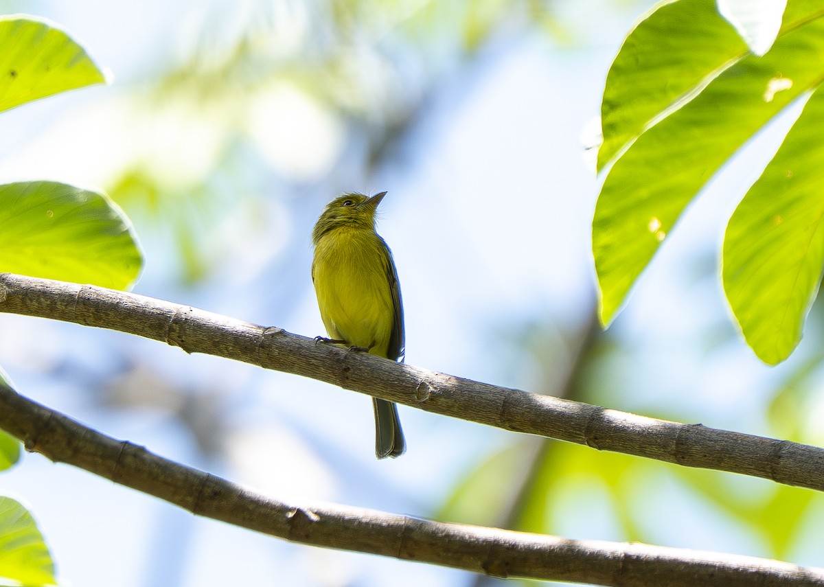 Ochre-lored Flatbill - ML644498161