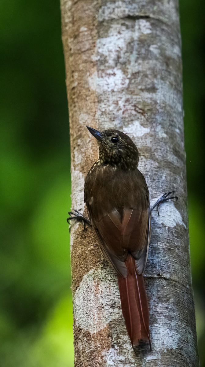 チビオニキバシリ - ML644498169