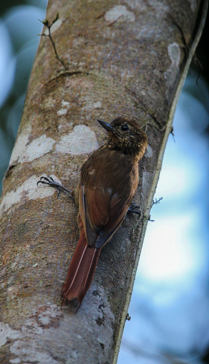 チビオニキバシリ - ML644498170