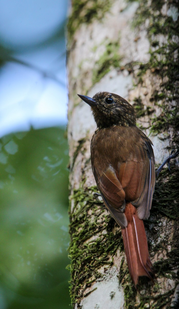 チビオニキバシリ - ML644498171