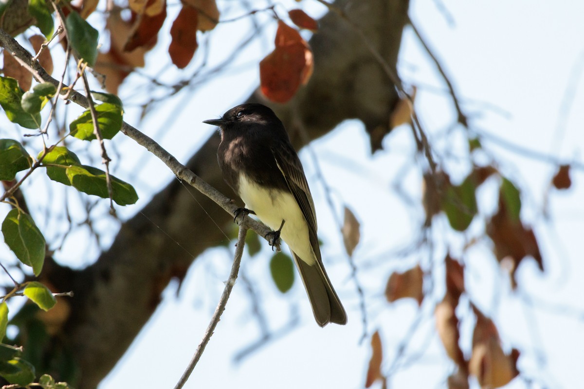 Black Phoebe - ML644498174