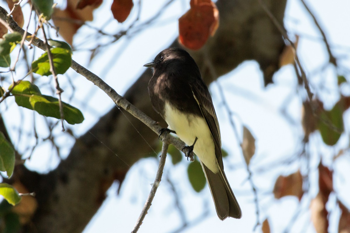 Black Phoebe - ML644498175