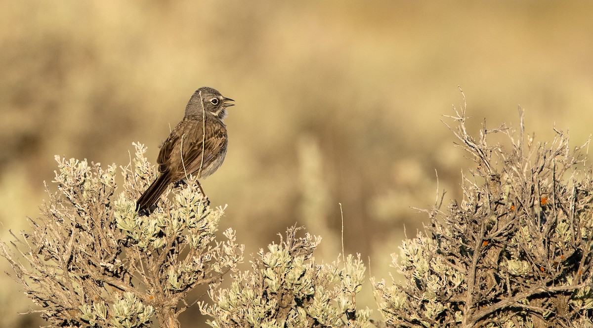 Sagebrush Sparrow - ML644498190