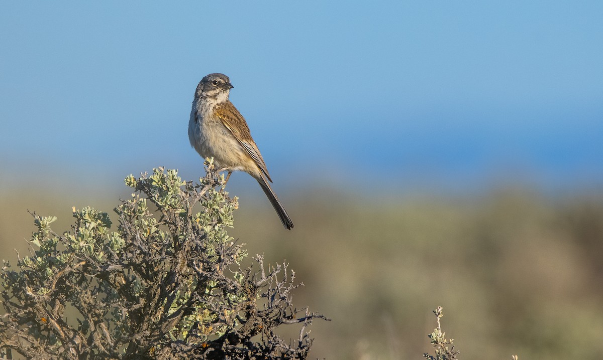 Sagebrush Sparrow - ML644498192