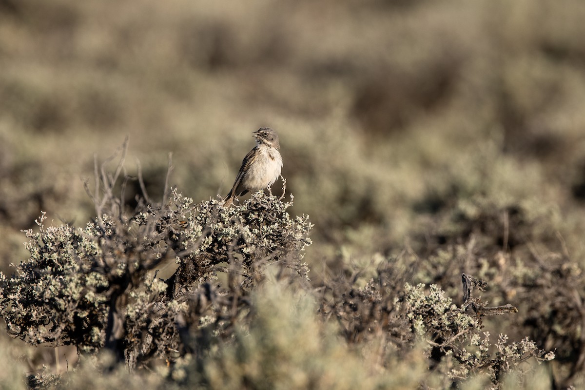 Sagebrush Sparrow - ML644498195