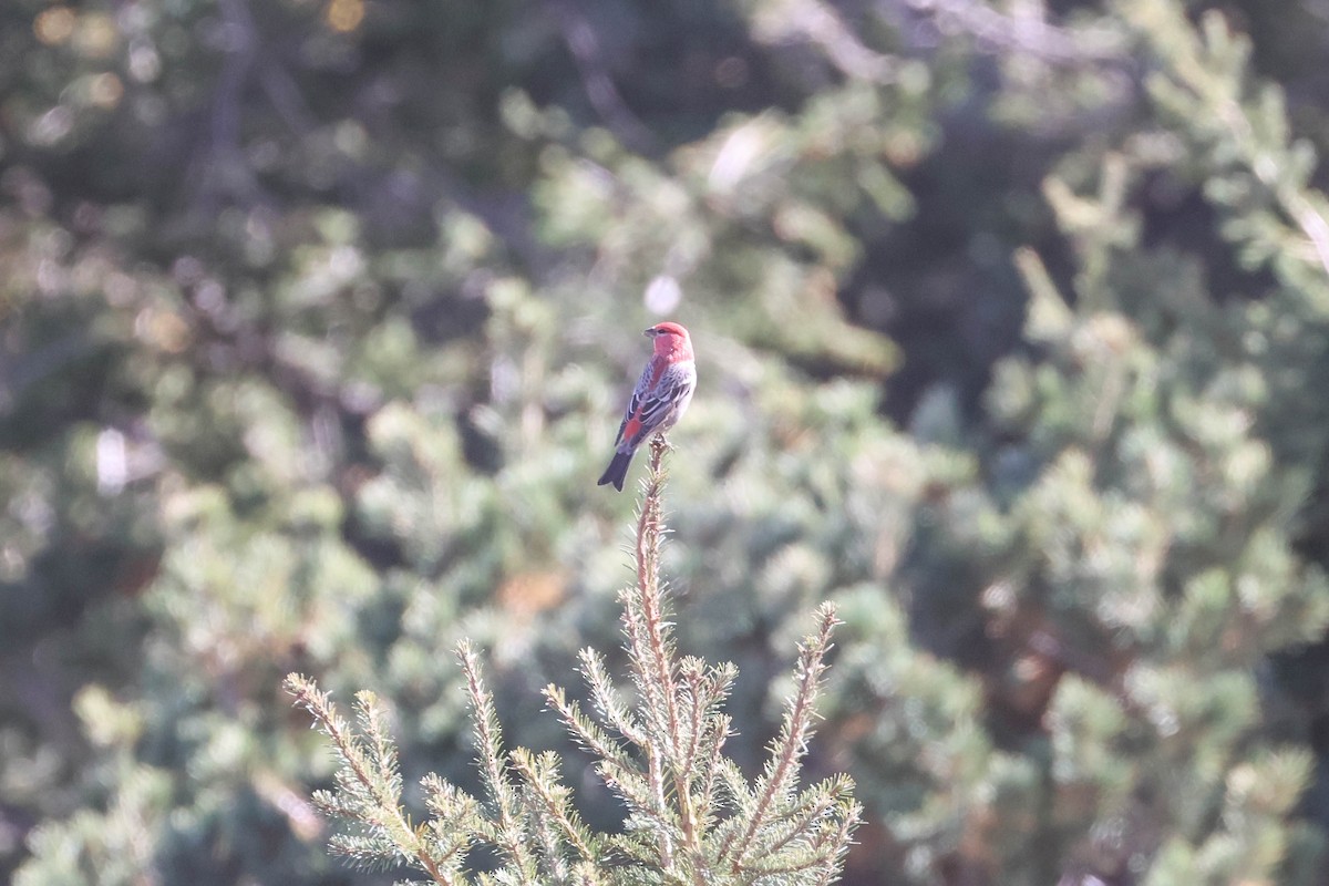 Ciuffolotto delle pinete - ML644498201