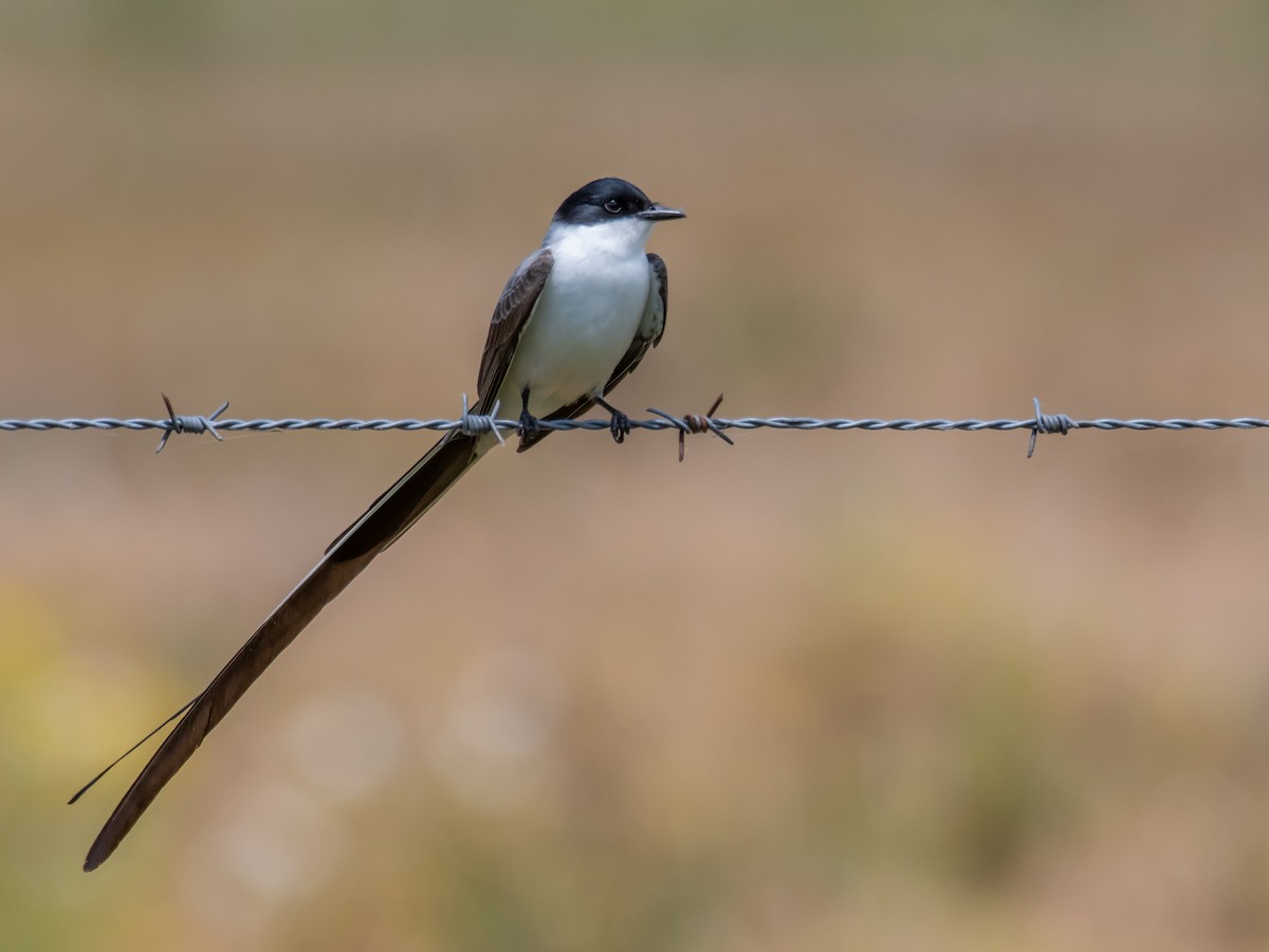 Fork-tailed Flycatcher - ML644498212