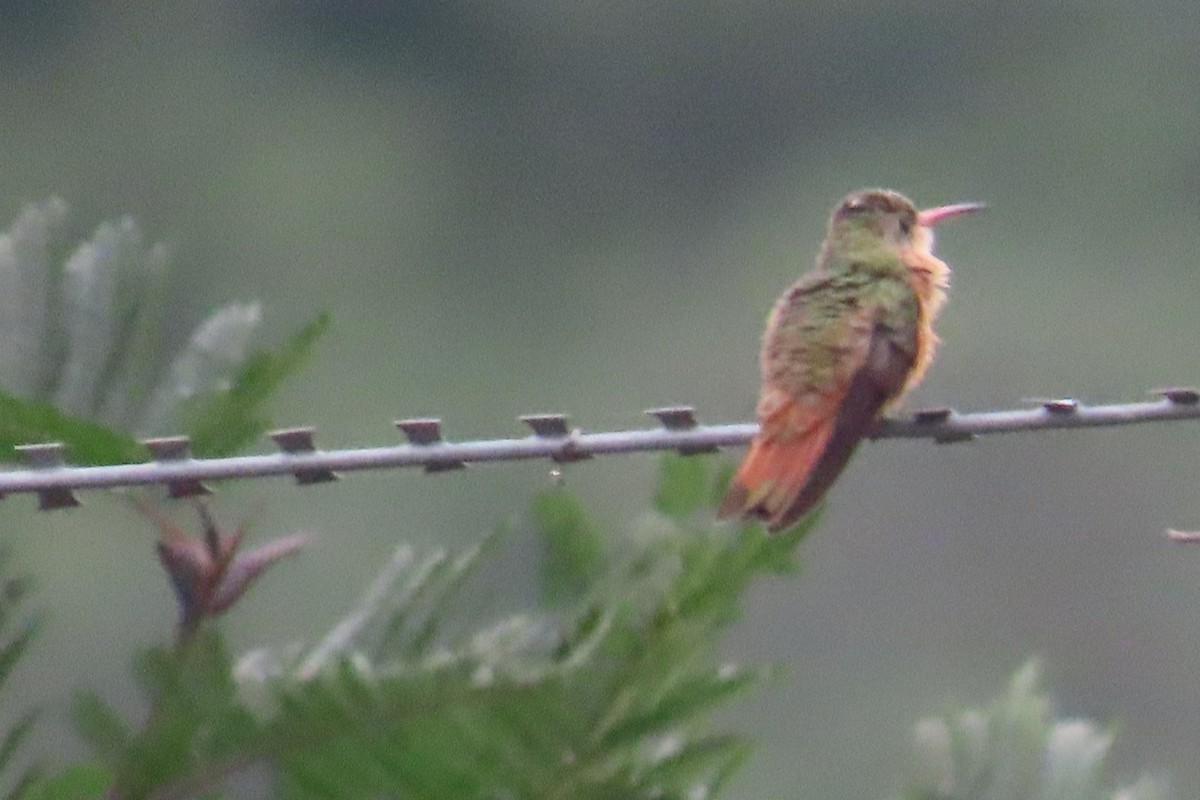 Cinnamon Hummingbird - ML644498250