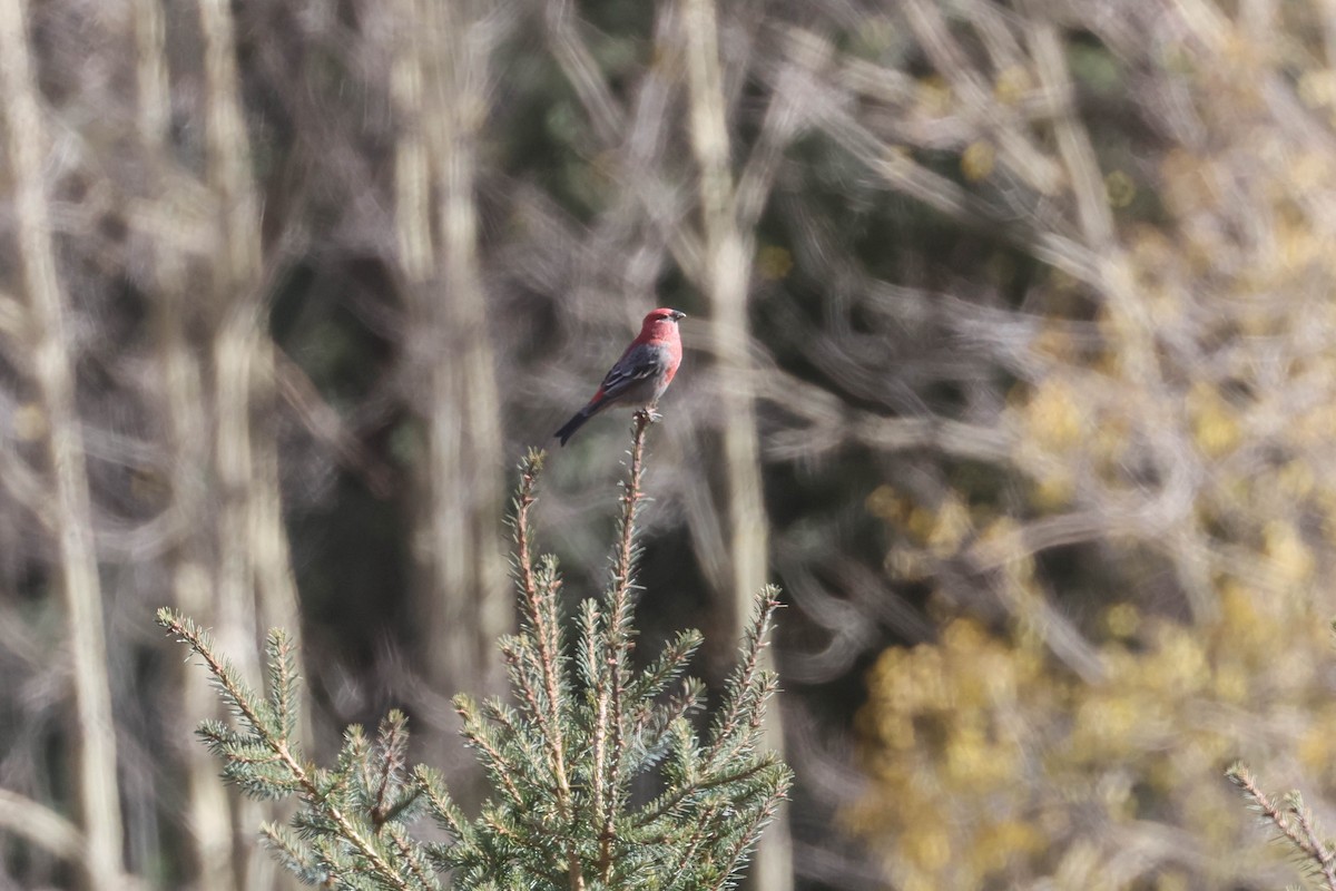 Ciuffolotto delle pinete - ML644498254