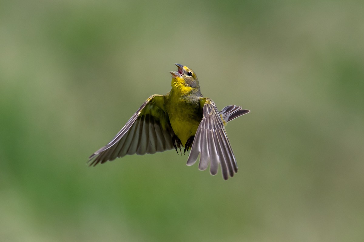 Короткоклювый зерноед - ML644498257