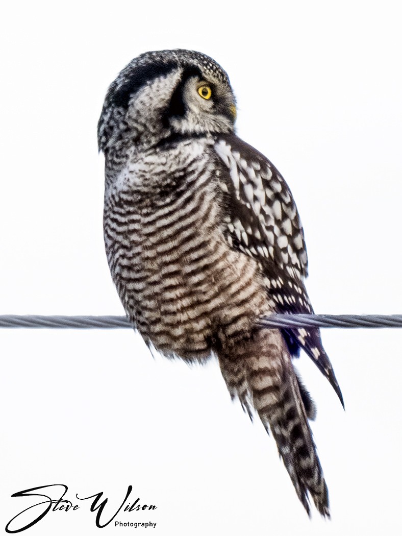 Northern Hawk Owl - ML644498259
