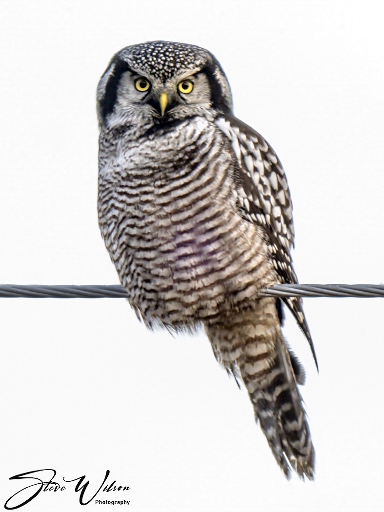 Northern Hawk Owl - ML644498260