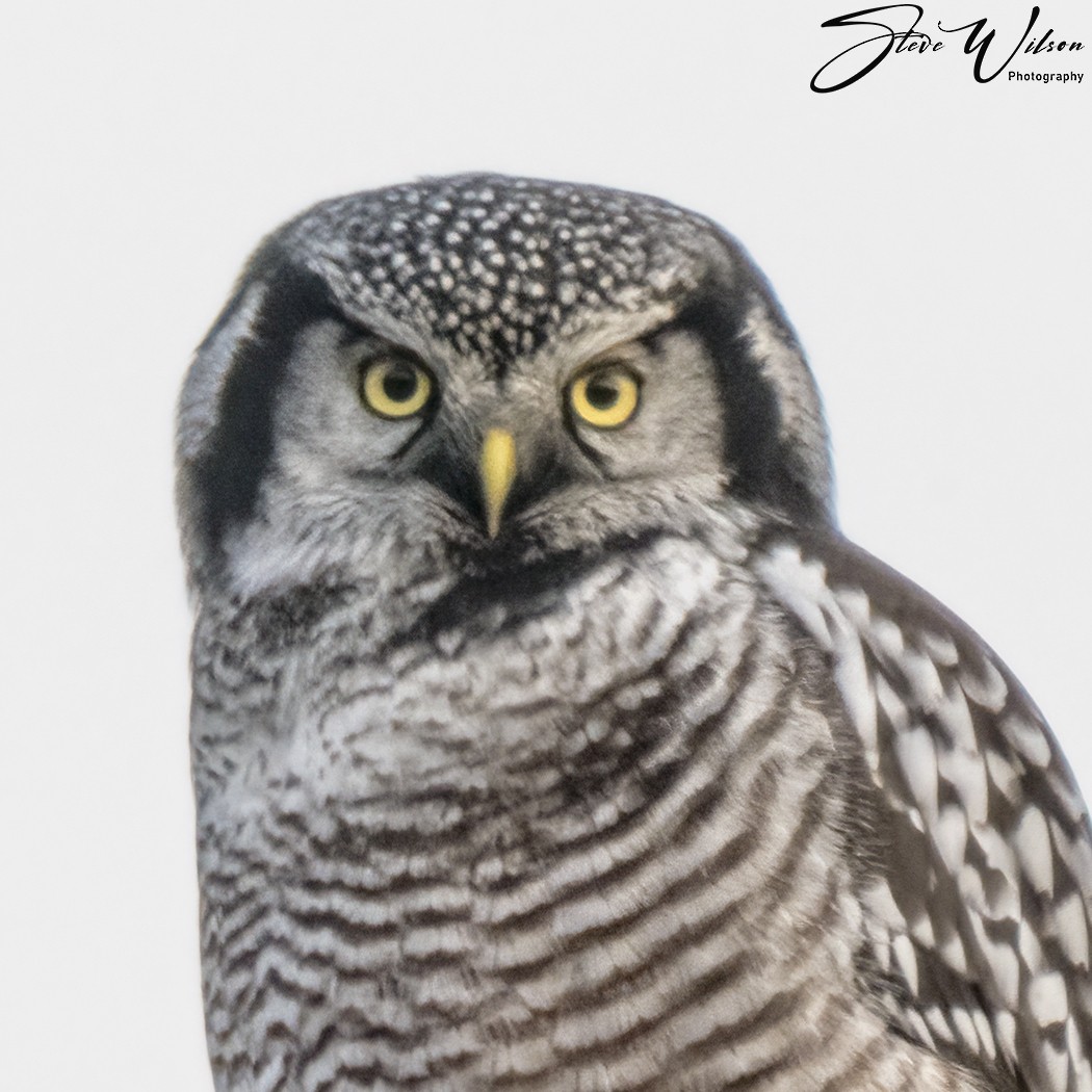 Northern Hawk Owl - ML644498261