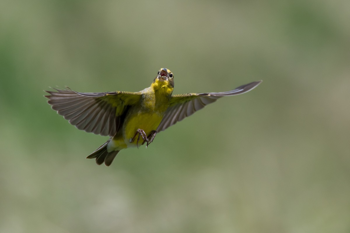 Короткоклювый зерноед - ML644498262