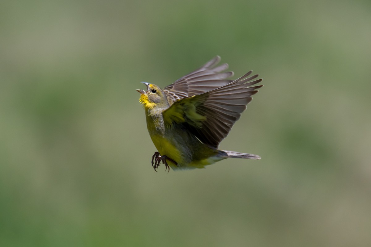 Короткоклювый зерноед - ML644498263