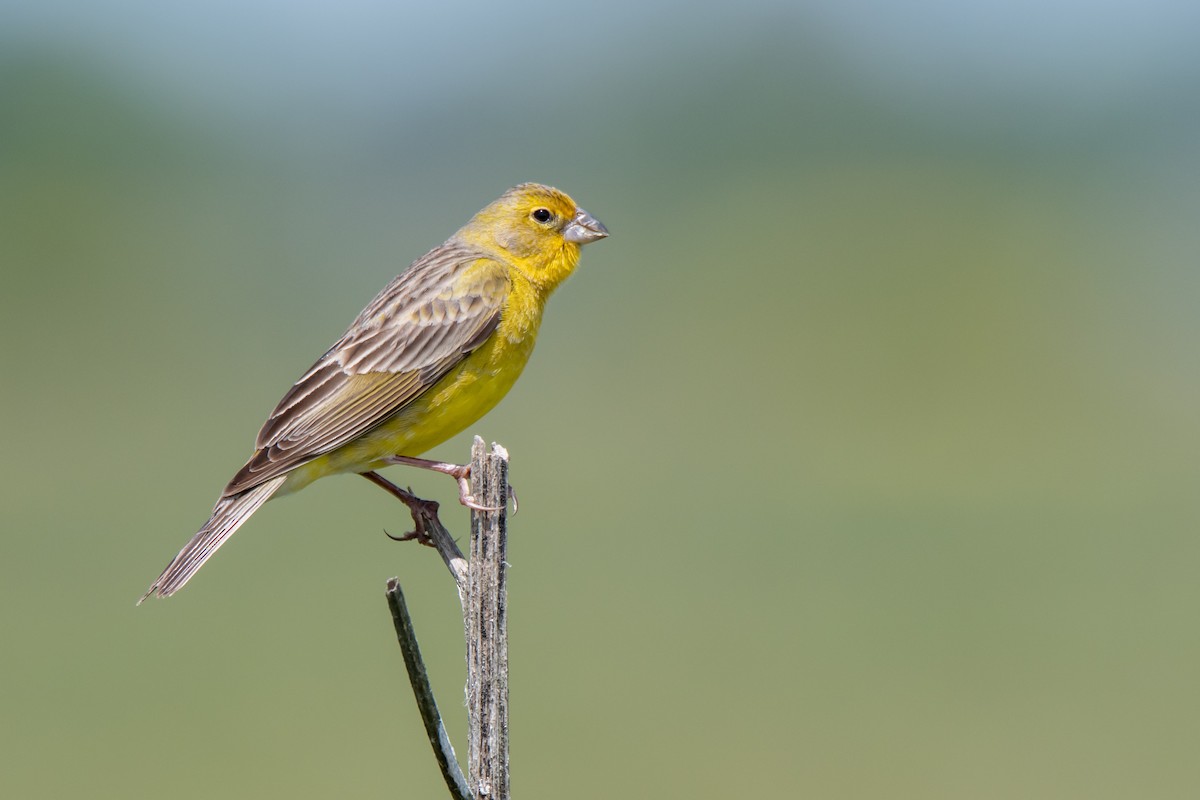 Короткоклювый зерноед - ML644498264