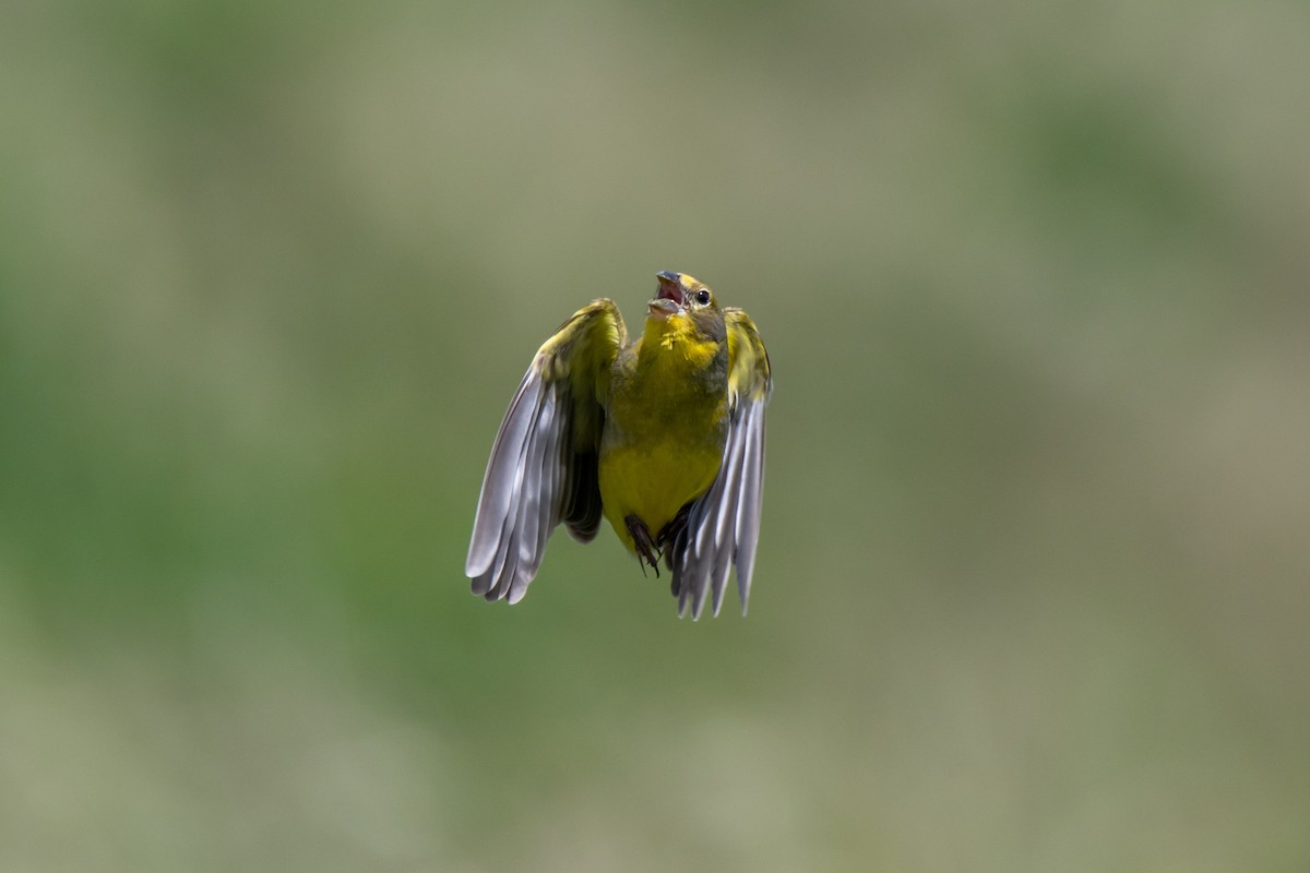 Короткоклювый зерноед - ML644498265