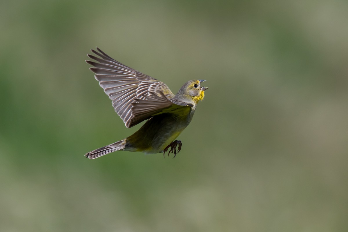 Короткоклювый зерноед - ML644498267