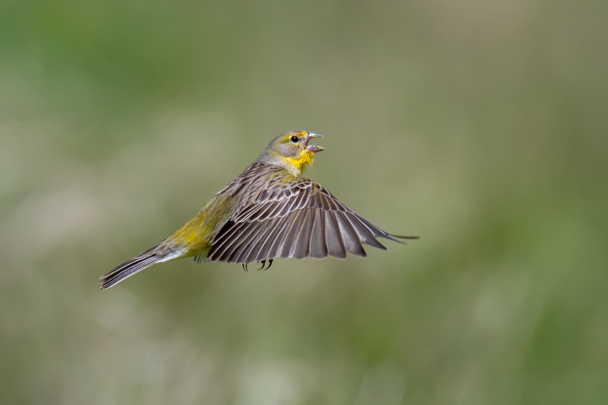 Короткоклювый зерноед - ML644498268