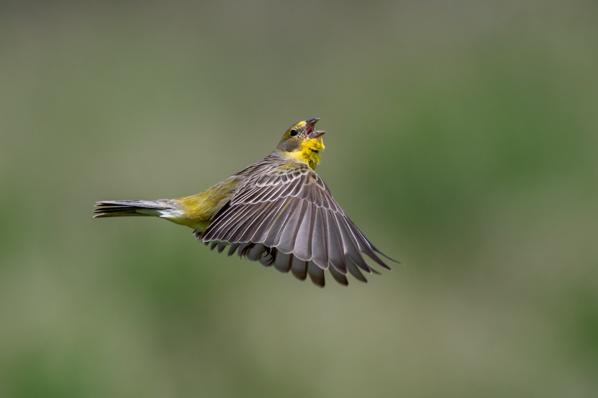 Короткоклювый зерноед - ML644498269