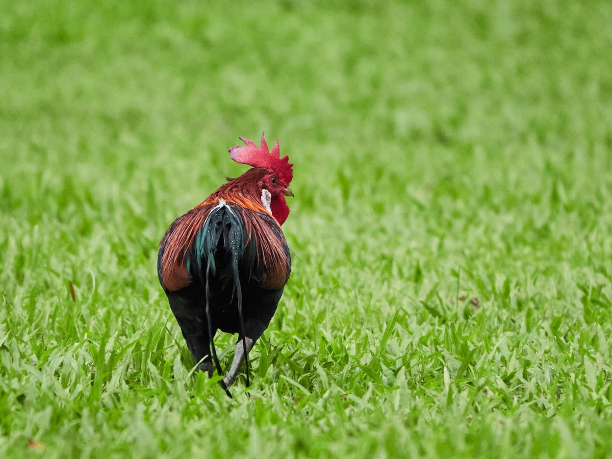 Курка банківська - ML644498271